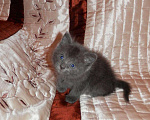 Кошки в Ливны: Русские голубые котята, с доставкой., Бесплатно - фото 3