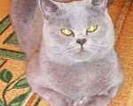 Кошки в Лянторе: ШОТЛАНДСКИЙ КОТ-вязка, 6 руб. - фото 1