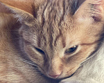 Кошки в Красноуральске: Котята, 200 руб. - фото 1