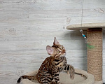 Кошки в Миассе: Бенгальский котенок Илья Муромец Мальчик, 35 000 руб. - фото 1