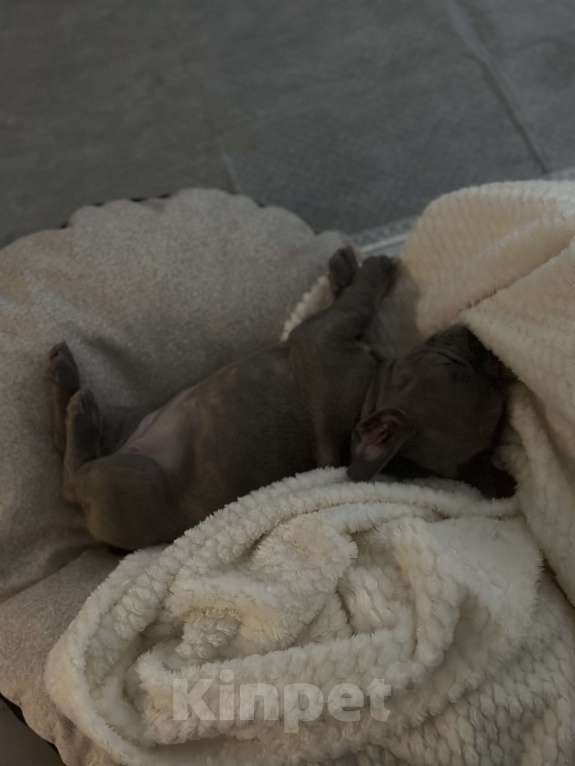 Собаки в Москве: Французский бульдог, щенок Девочка, 80 000 руб. - фото 4