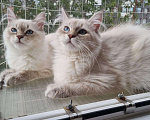 Кошки в Москве: Котенок девочка породы Невская Маскарадная Астерия Девочка, 33 000 руб. - фото 9