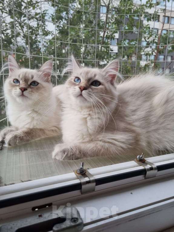 Кошки в Москве: Котенок девочка породы Невская Маскарадная Астерия Девочка, 33 000 руб. - фото 9