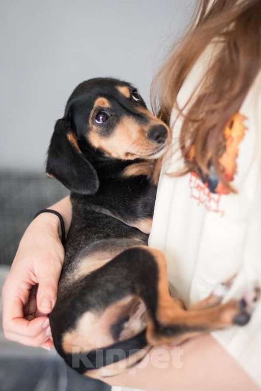 Собаки в Санкт-Петербурге: Очаровательная девочка Зиппи  готова к переезду в новый дом. Девочка, Бесплатно - фото 9