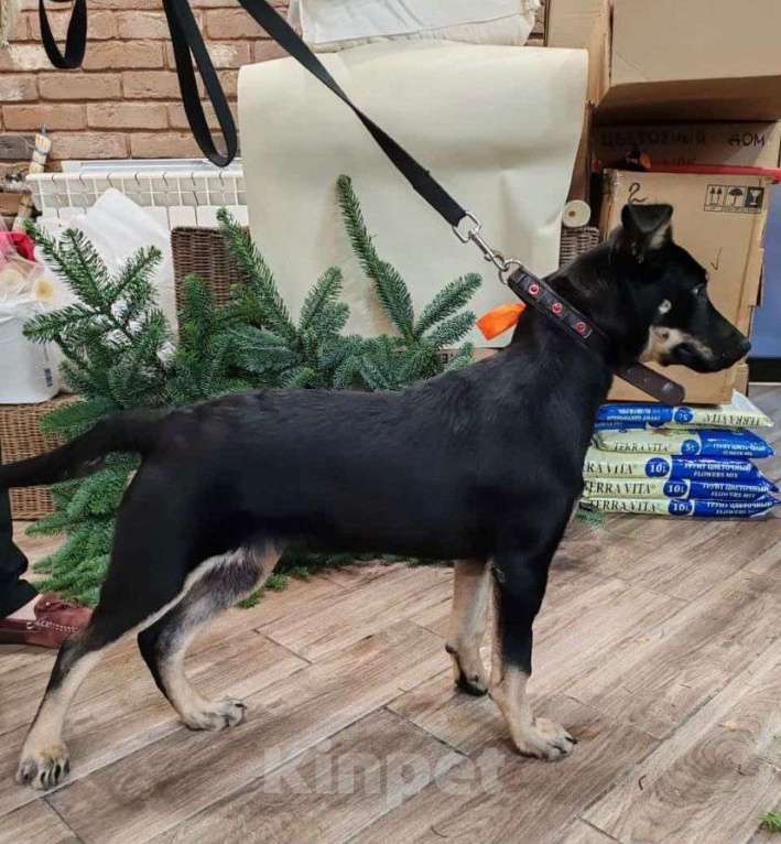 Собаки в Москве: Айа, 4 месяца, метис  Девочка, Бесплатно - фото 3