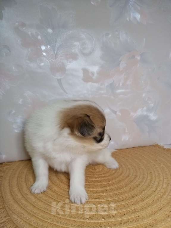 Собаки в Москве: Малышка-папийон Девочка, Бесплатно - фото 2