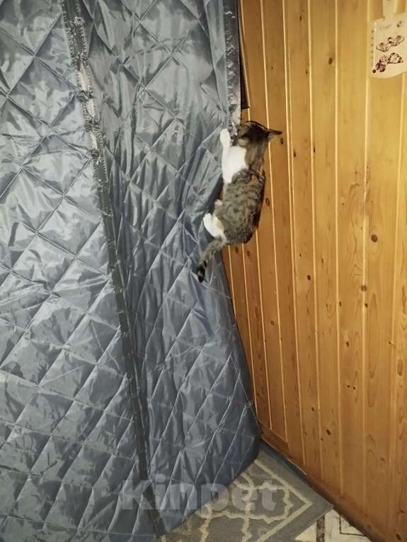 Кошки в Санкт-Петербурге: Беатрис котенок девочка Девочка, 500 руб. - фото 3