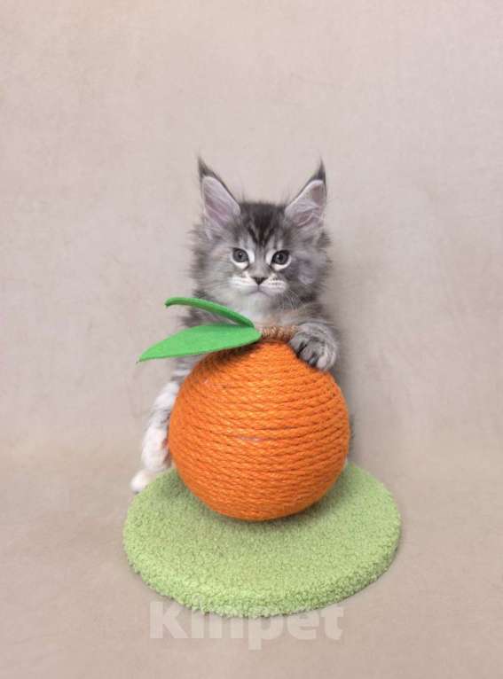 Кошки в Москве: Девочка помет С Девочка, 65 000 руб. - фото 5