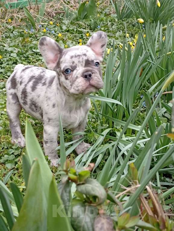 Собаки в Москве: Щенок Французский бульдог Продажа, бронь Разнополые, 55 000 руб. - фото 2
