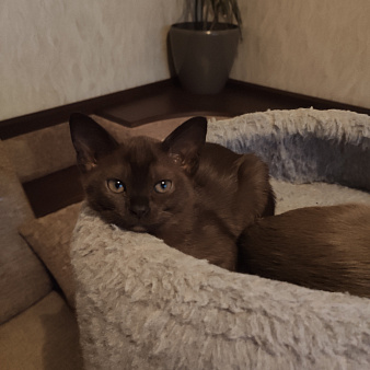 Котенок европейской бурманской породы