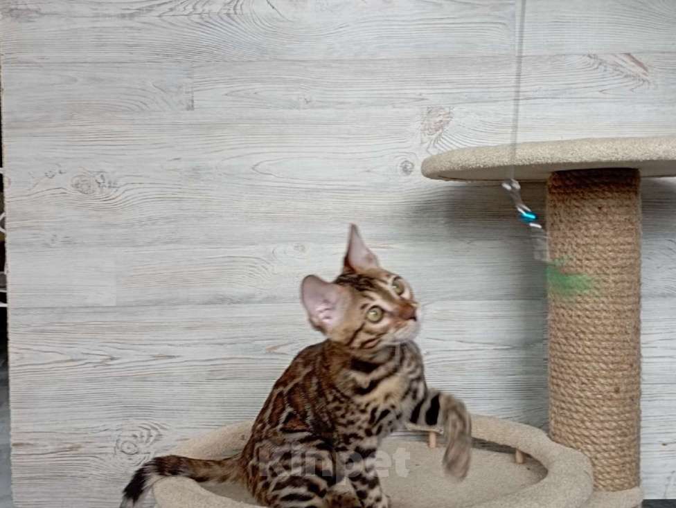 Кошки в Миассе: Бенгальский котенок Илья Муромец Мальчик, 35 000 руб. - фото 1