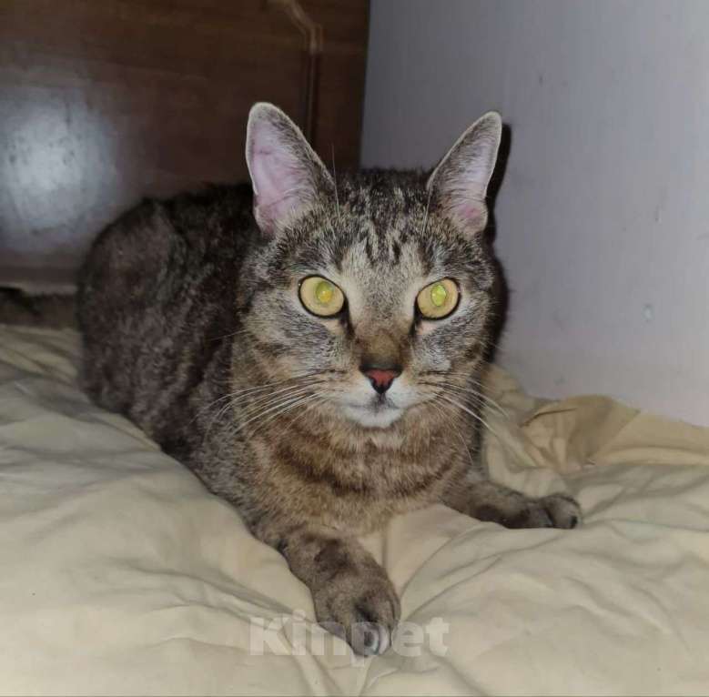 Кошки в Москве: Кота привязали к батарее в подъезде 🆘️‼️‼️ Срочный поиск дома Мальчик, Бесплатно - фото 3