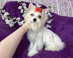 Собаки в Москве: Голубоглазый йорк белая девочка Девочка, 120 000 руб. - фото 5