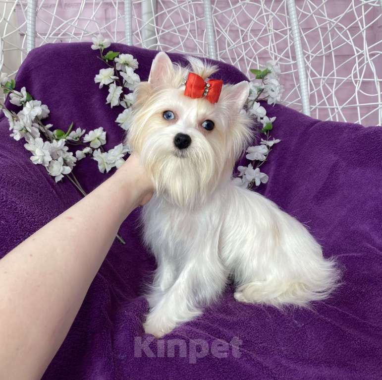 Собаки в Москве: Голубоглазый йорк белая девочка Девочка, 120 000 руб. - фото 5