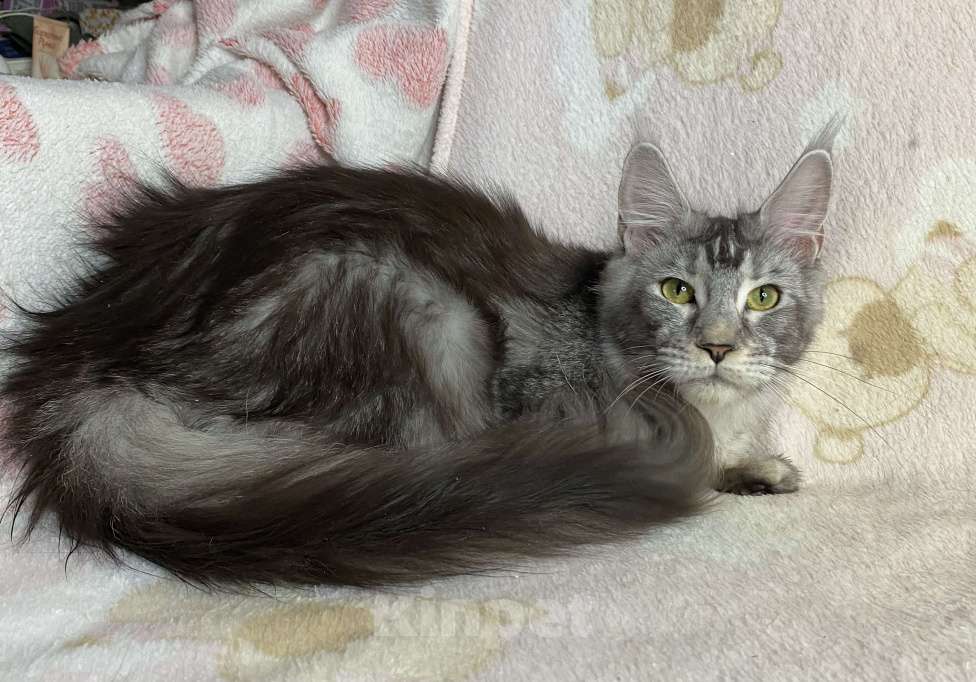 Кошки в Дмитрове:  Черная серебристая мраморная девочка мейн кун Jay Девочка, 15 000 руб. - фото 8