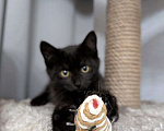 Кошки в Москве: Котенок девочка  Девочка, Бесплатно - фото 1