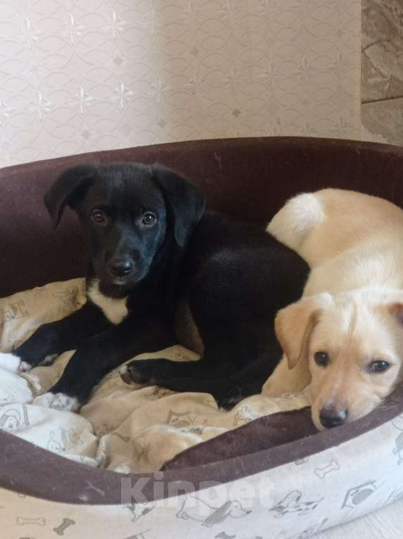 Собаки в Кинели: Щенок в добрые руки Девочка, 1 000 руб. - фото 4