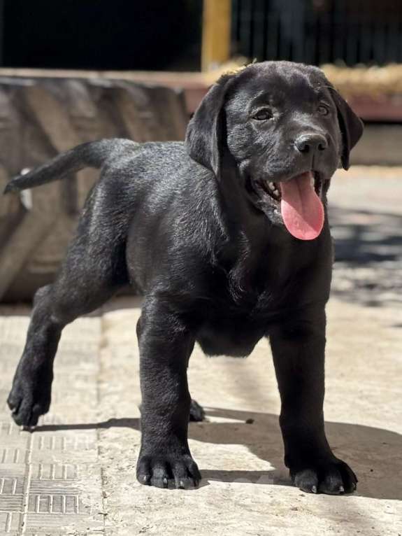 Собаки в Екатеринбурге: Щенок лабрадора Мальчик, Бесплатно - фото 3