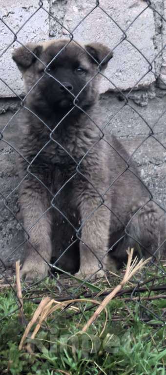 Собаки в Москве: Прекрасные малыши ищут своих родителей! Мальчик, Бесплатно - фото 2