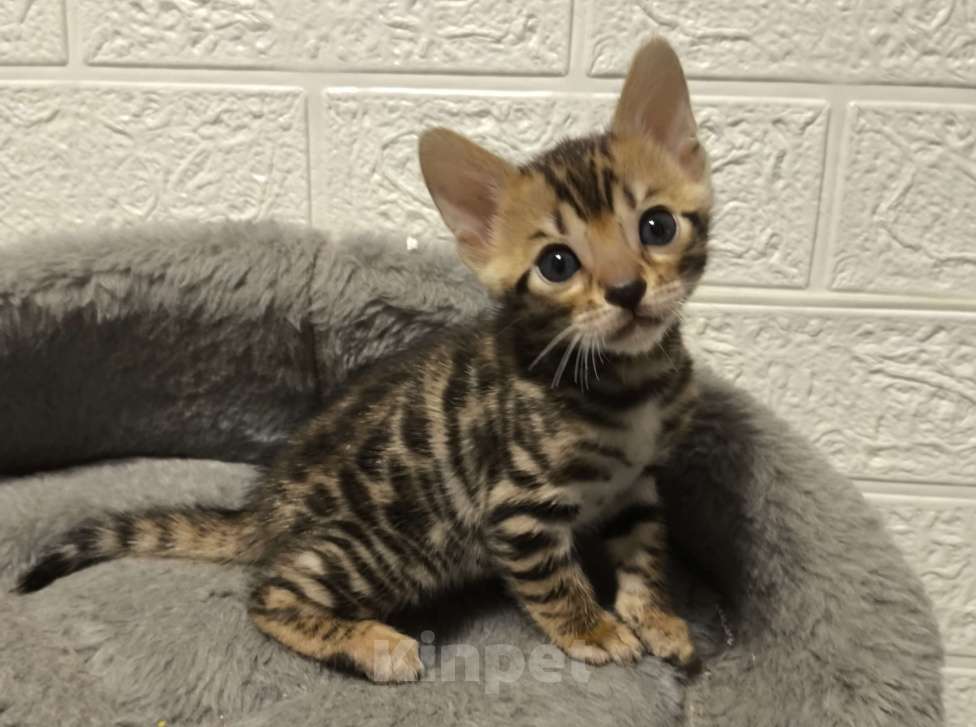 Кошки в Санкт-Петербурге: Бенгальские котята, девочки. Девочка, 20 000 руб. - фото 4