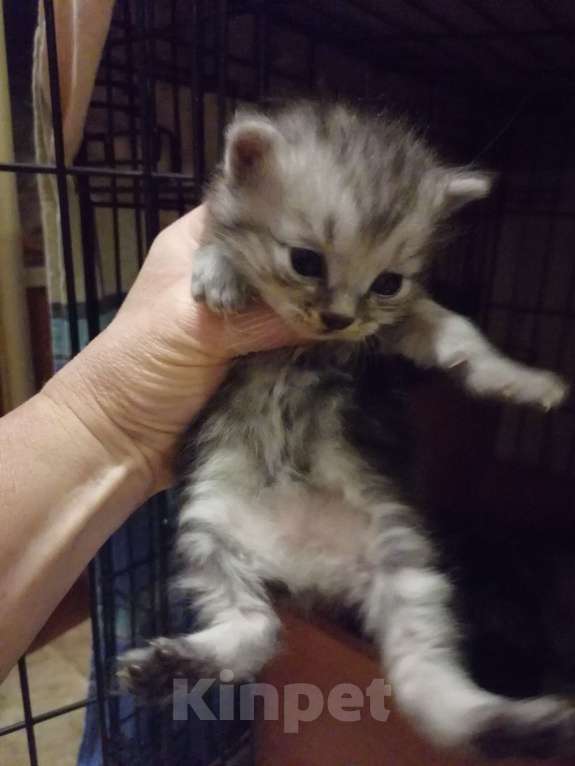 Кошки в Калуге: Курильские бобтейлы Мальчик, 50 000 руб. - фото 4