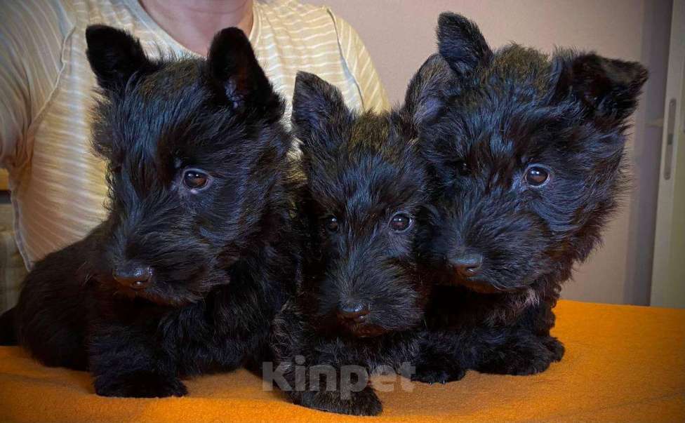 Собаки в Новосибирске: Щенки Скотч Терьера, кобель тигровый Мальчик, 50 000 руб. - фото 2