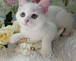 Кошки в Брянске: Милая принцесса белоснежная кошечка Девочка, 15 000 руб. - фото 9