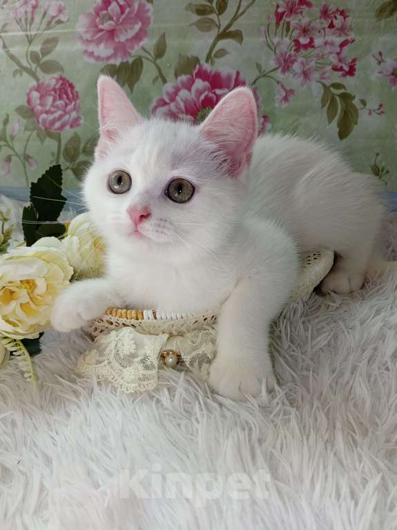Кошки в Брянске: Милая принцесса белоснежная кошечка Девочка, 15 000 руб. - фото 9