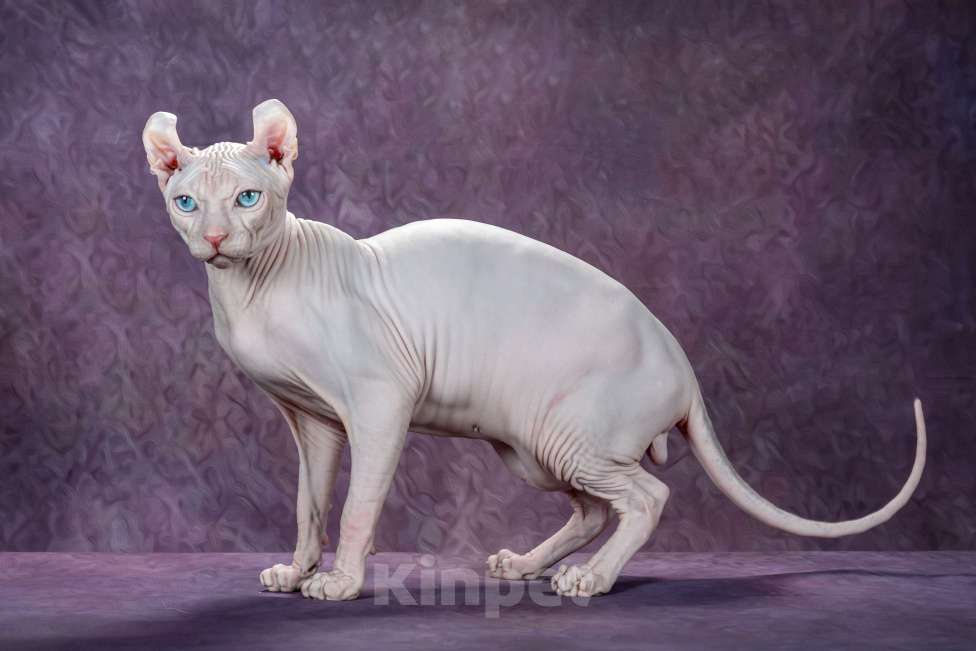 Кошки в Самаре: Котёнок Умка Мальчик, Бесплатно - фото 5