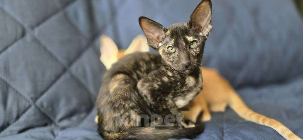 Кошки в Санкт-Петербурге: Ориентальный котёнок Разнополые, 30 000 руб. - фото 5