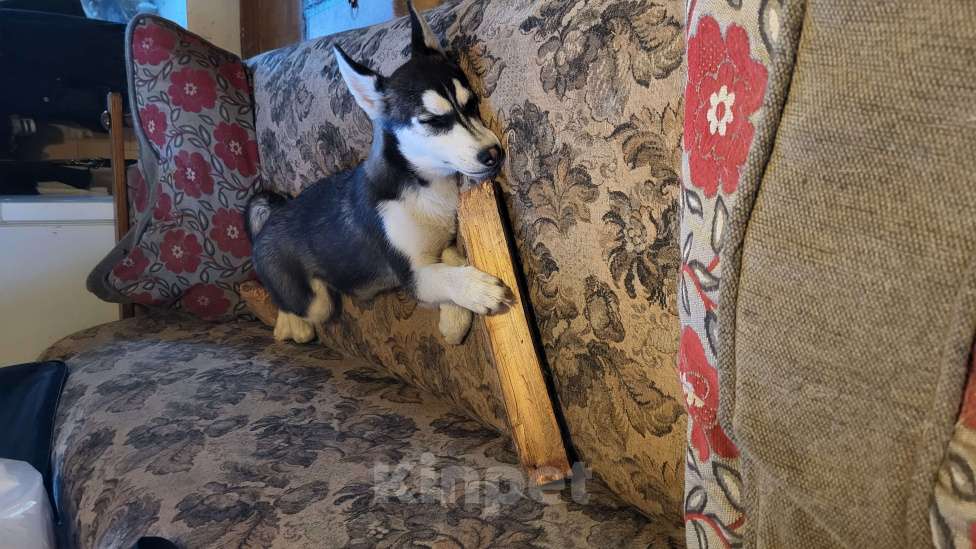 Собаки в Санкт-Петербурге: Щенок Сибирской Хаски по кличке Зена Девочка, 1 000 руб. - фото 4