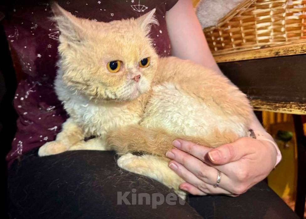 Кошки в Москве: Котик Кудряш в добрые руки  Мальчик, Бесплатно - фото 4