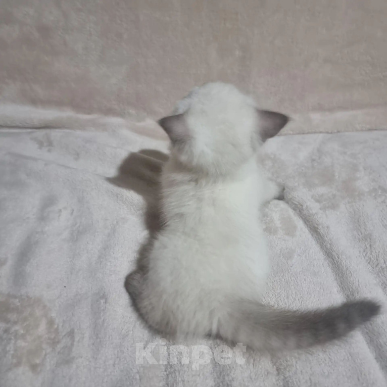 Кошки в Пушкино: Котёнок. Мальчик, 10 000 руб. - фото 2
