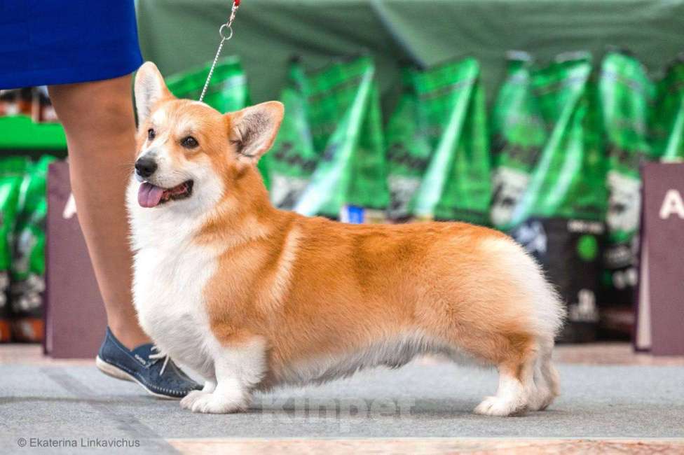 Собаки в Перми: Щенки Вельш-корги-пемброк Разнополые, Бесплатно - фото 7