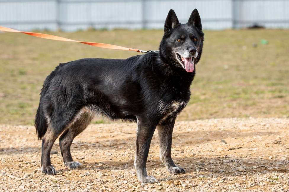 Собаки в Москве: Кама Девочка, Бесплатно - фото 18