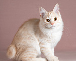 Кошки в Балашихе: Котята курильского бобтейла Разнополые, 45 000 руб. - фото 1