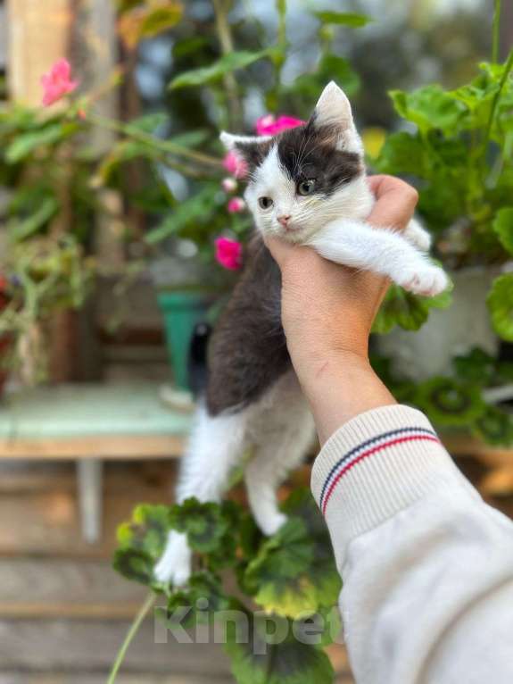 Кошки в Москве: Ласковый котёнок Бован в добрые руки Мальчик, Бесплатно - фото 3