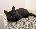 Кошки в Москве: Котенок Зира ищет дом Девочка, Бесплатно - фото 1