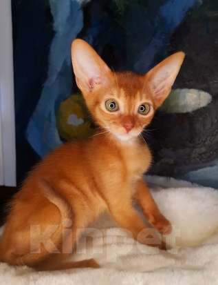 Кошки в Москве: Солнечный соррельчик котик абиссинский, американских линий Мальчик, 50 000 руб. - фото 3
