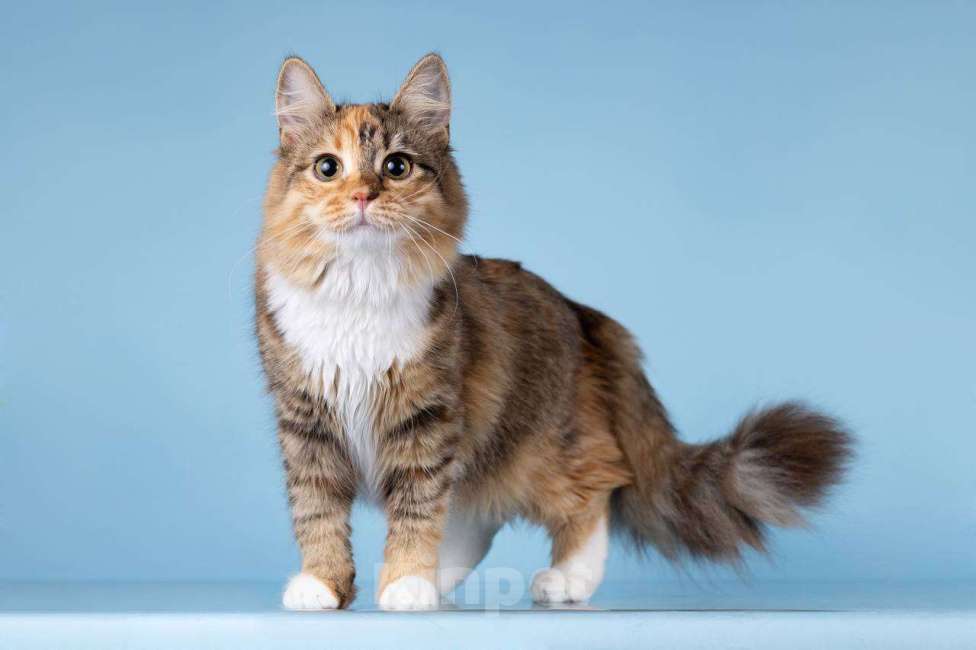 Кошки в Москве: Для котёнка-подростка Фионы ищем самые добрые руки.  Девочка, Бесплатно - фото 3