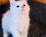 Кошки в Москве: Мейнкун белый полидакт Мальчик, 50 000 руб. - фото 1