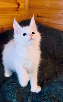 Мейнкун белый полидакт