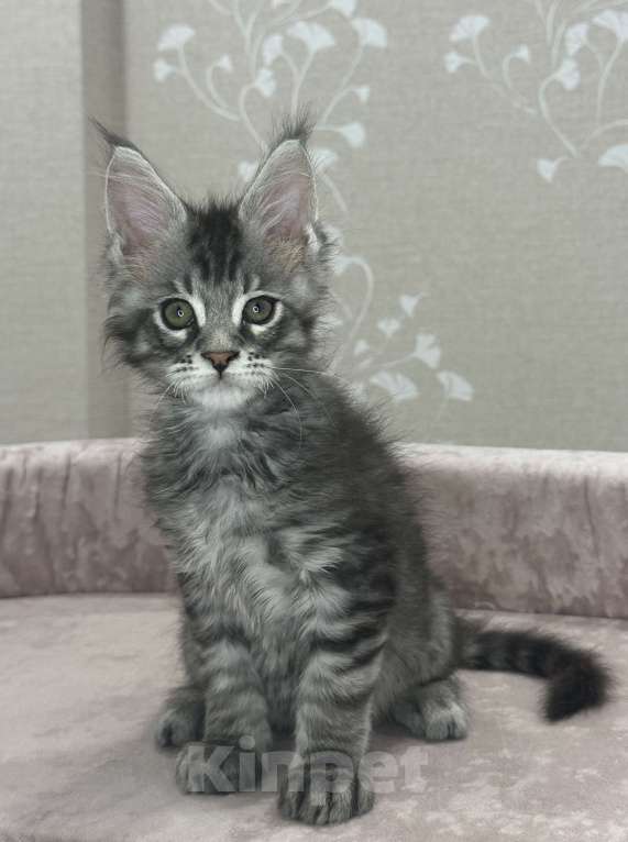 Кошки в Москве: Крупный, красивый мальчик Мальчик, 80 000 руб. - фото 4