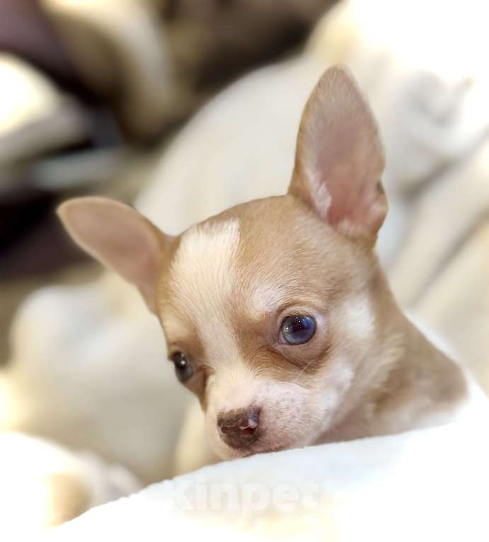 Собаки в Балашихе: Красивая девочка чихуахуа  Девочка, 50 000 руб. - фото 4