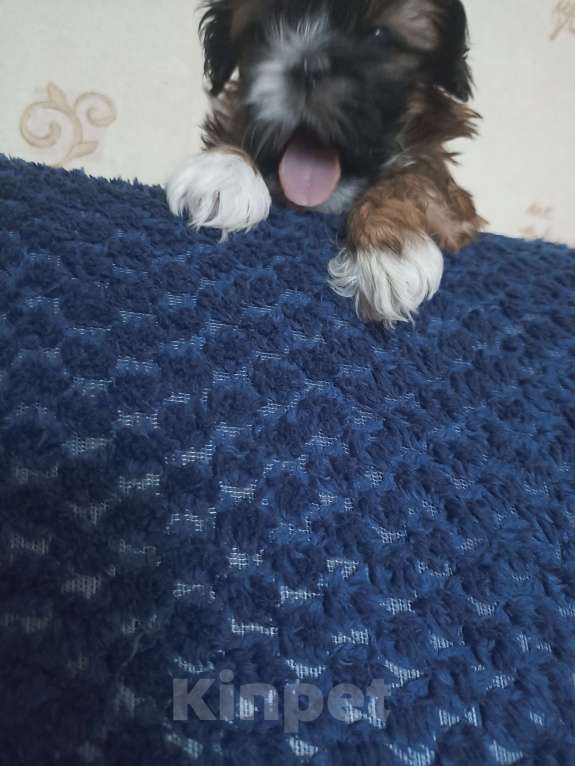 Собаки в Чехове-2: Ши-тцу Мальчик, 25 000 руб. - фото 6