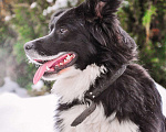 Собаки в Звенигороде: Вечный двигатель Влада собака в дар Девочка, Бесплатно - фото 5