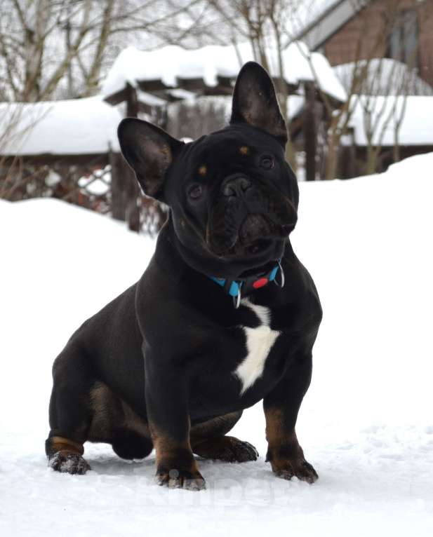 Собаки в Москве: Черный брилиант Мальчик, 90 000 руб. - фото 1