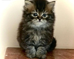 Кошки в Ливны: Роскошные сибирские котята, 6 000 руб. - фото 3