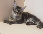 Кошки в Гусиноозерске: Котята мейн-кун, 30 000 руб. - фото 8