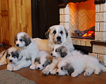 Собаки в Электростали: Щенков Пиренейской Горной Собаки продаю Мальчик, 40 000 руб. - фото 1